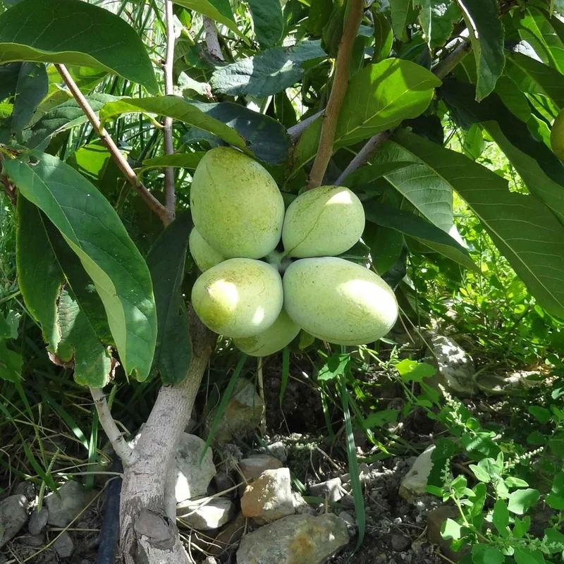 Asimina Triloba Pawpaw Seeds | Low Maintenance Edible Fruit Tree | Fragrant, Showy, Wet Soil Tolerant