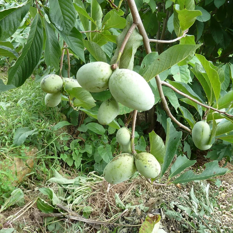 Asimina Triloba Pawpaw Seeds | Low Maintenance Edible Fruit Tree | Fragrant, Showy, Wet Soil Tolerant
