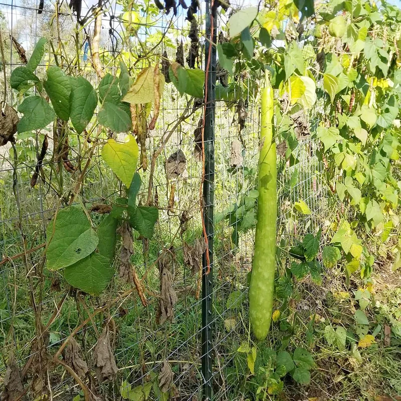 Cucuzzi Gourd Seeds, Italian Edible Gourd, Annual, Self Pollinating Vegetable Garden Seeds