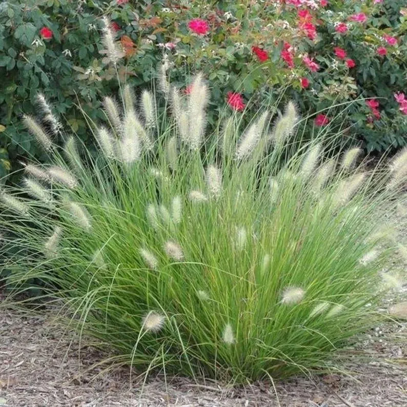 White Fountain Grass Pennisetum Villosum Ornamental Flower Seeds