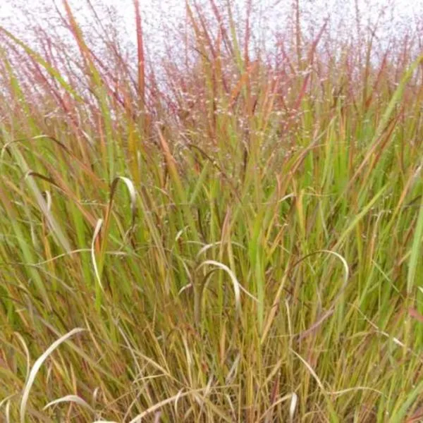 Fingergras (Panicum virg. 'Rotstrahlbusch')