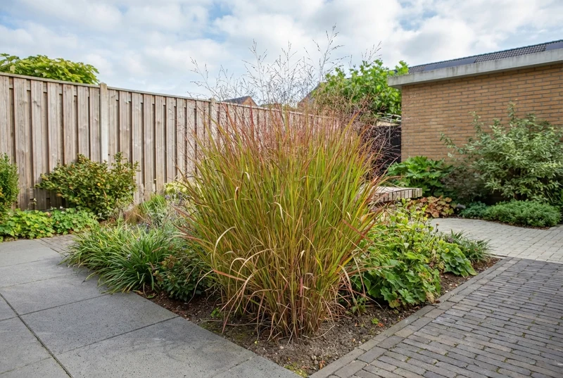 Fingergras (Panicum virg. 'Rotstrahlbusch')