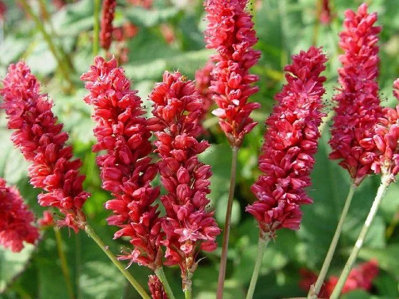 Staudenknöterich (Persicaria ampl JS Delgado Macho)
