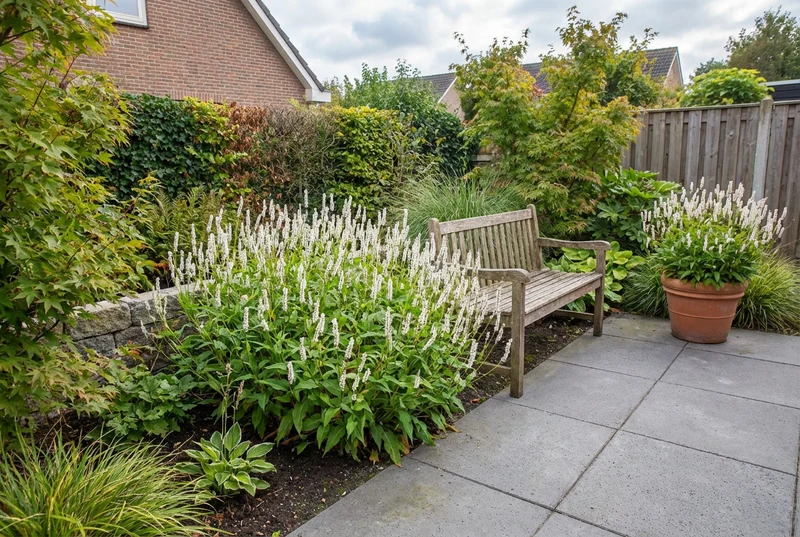 Knöterich (Persicaria ampl Alba)