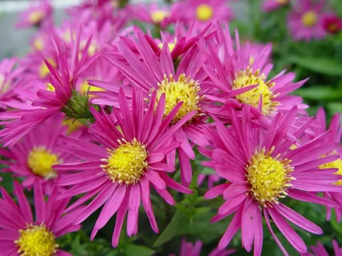Michaelmas-Gänseblümchen (Aster 'Bahamas')