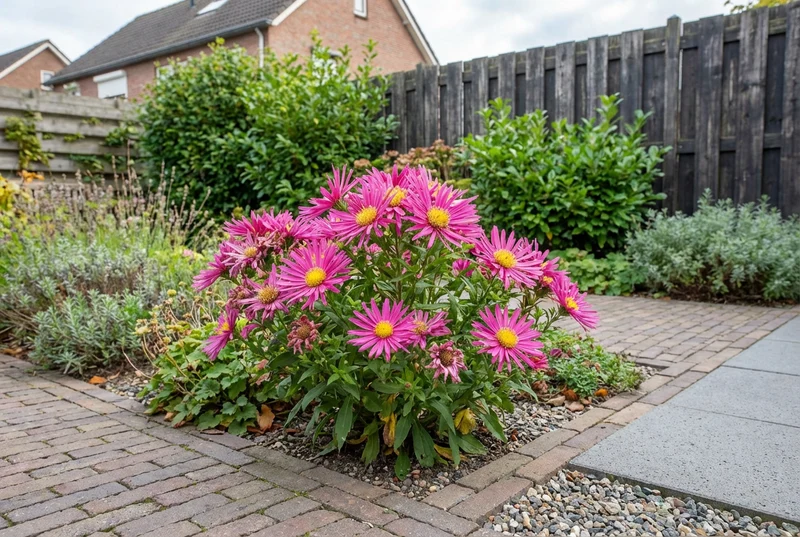Michaelmas-Gänseblümchen (Aster 'Bahamas')