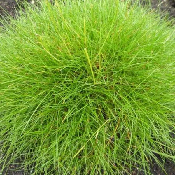 Schwingel (Festuca gautieri)