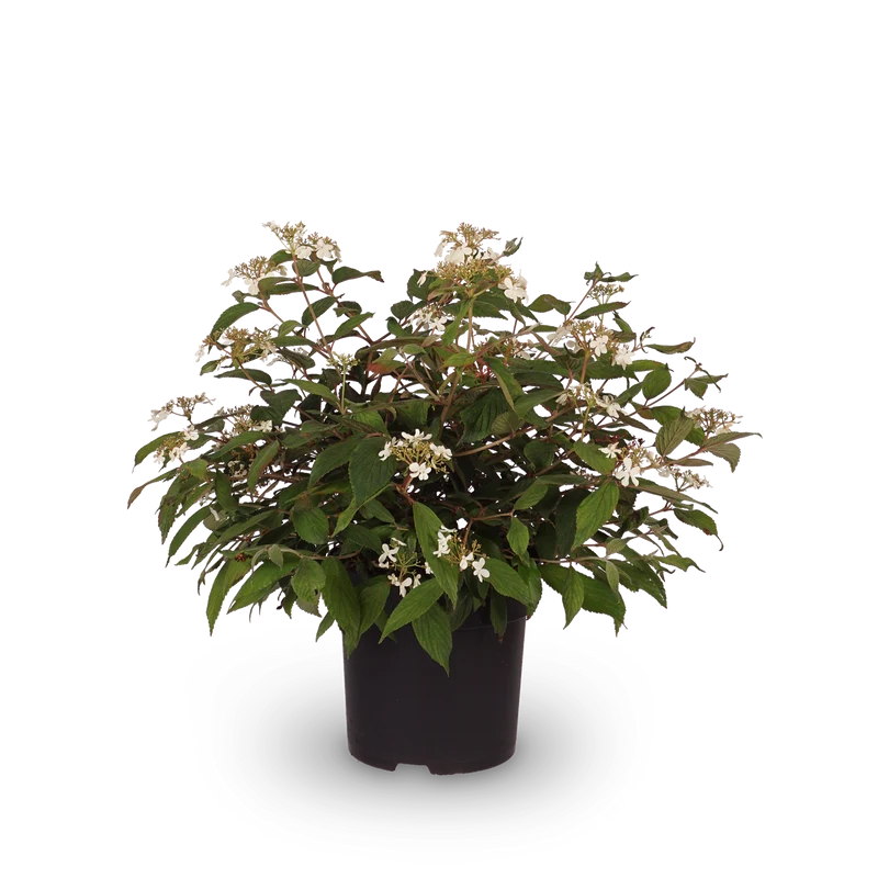 Japanischer Schneeball 'Summer Snowflake'