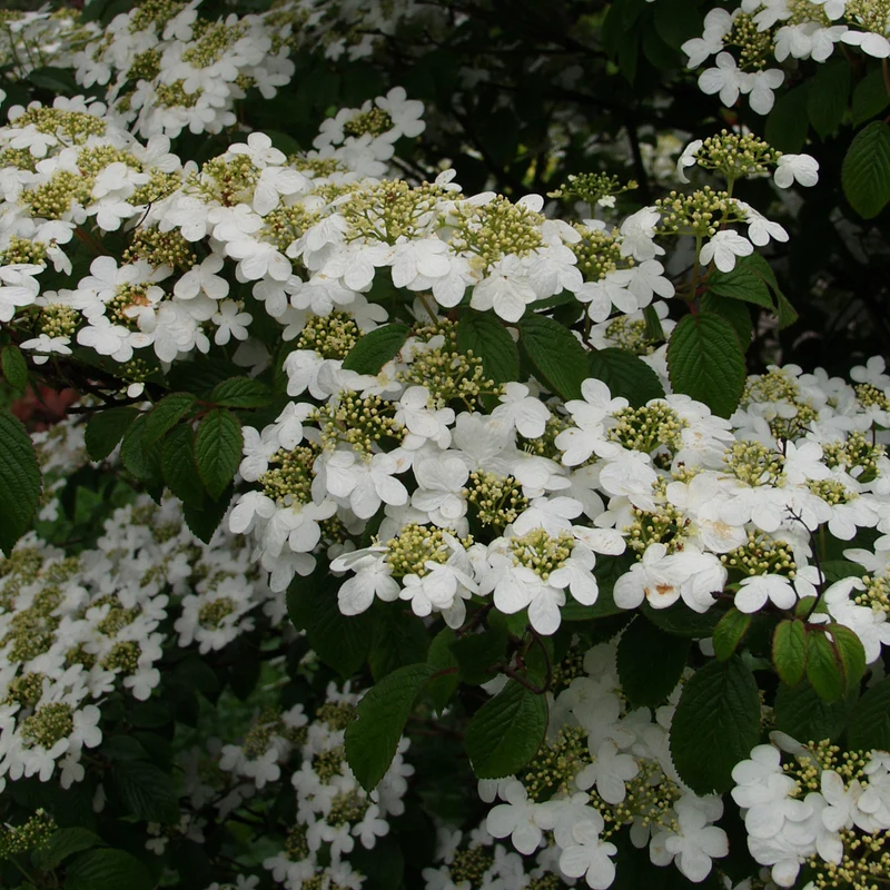 Japanischer Schneeball 'Summer Snowflake'
