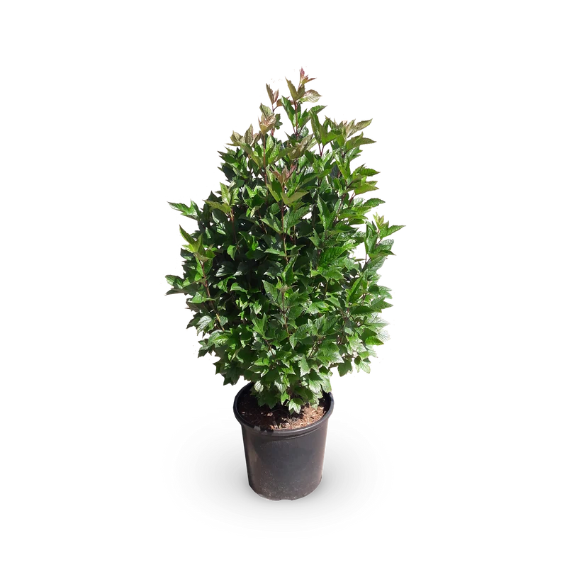 Schneeball 'Bailey Compact'®