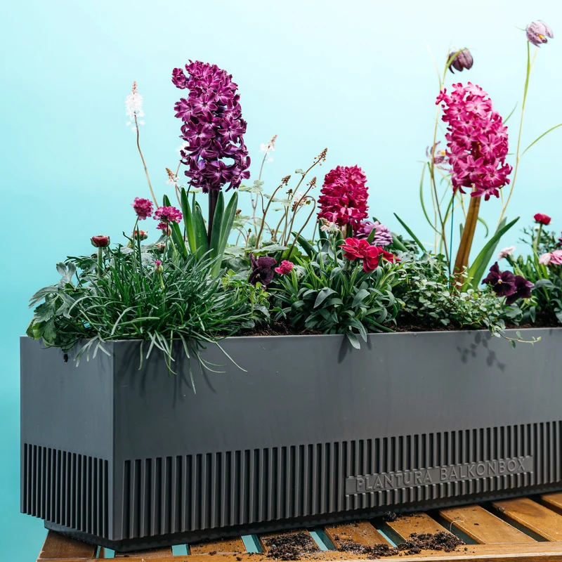 Balkonbox Rosy Kiss