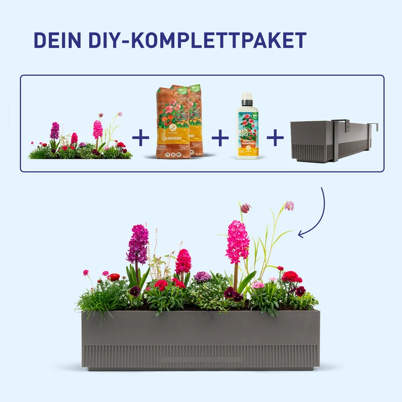 Balkonbox Rosy Kiss