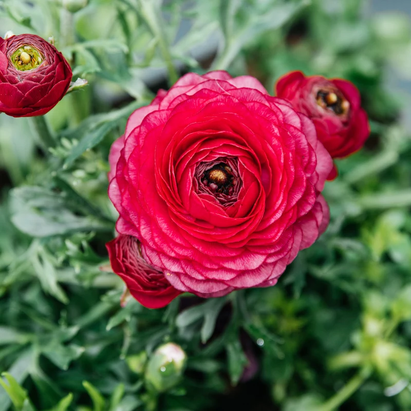 Balkonbox Rosy Kiss