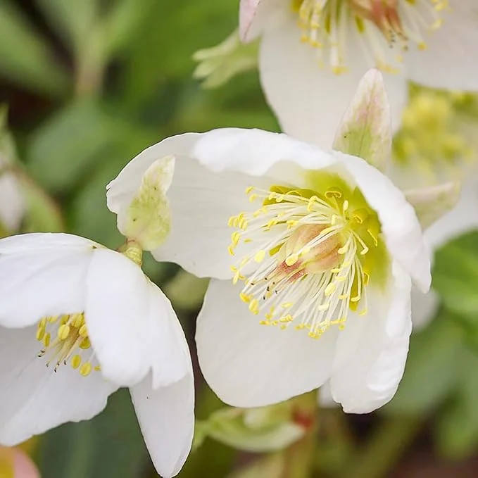Christmas Rose Seeds (Helleborus Niger Seeds) - GMO-Free Perennial for Outdoor Borders & Beds