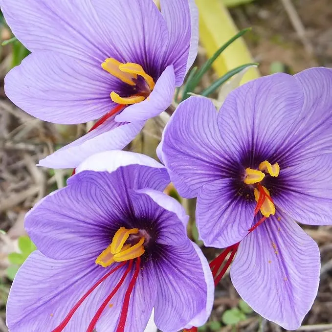 Garden Saffron Bulbs, Perennial, Non GMO, Drought Tolerant, Ideal for Container Gardens