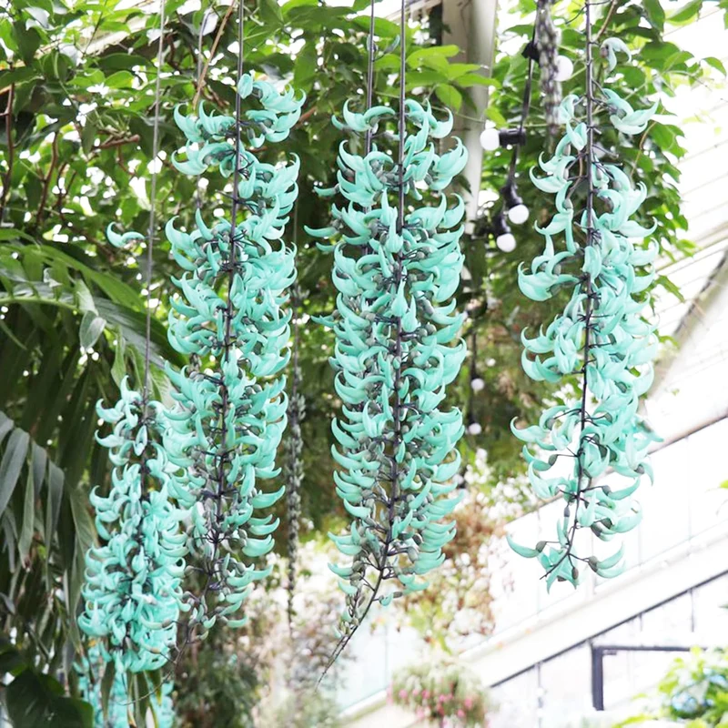 Jade Vine Seeds Strongylodon Macrobotrys Perennial Woody Vine for Ornamental Patio