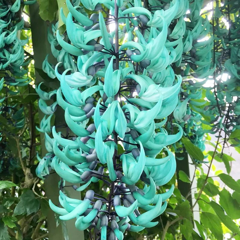 Jade Vine Seeds Strongylodon Macrobotrys Perennial Woody Vine for Ornamental Patio