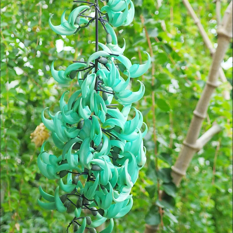 Jade Vine Seeds Strongylodon Macrobotrys Perennial Woody Vine for Ornamental Patio