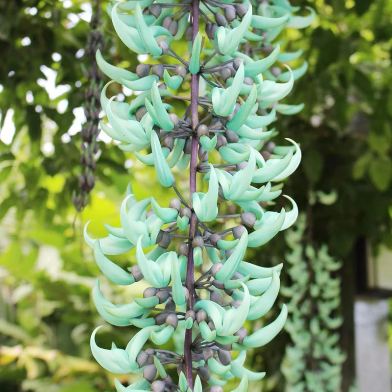 Jade Vine Seeds Strongylodon Macrobotrys Perennial Woody Vine for Ornamental Patio