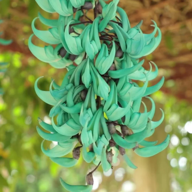 Jade Vine Seeds Strongylodon Macrobotrys Perennial Woody Vine for Ornamental Patio