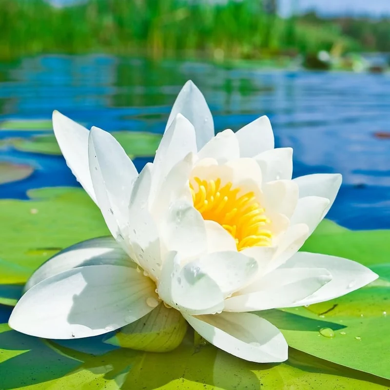 Lotus Seeds (Open Mouth Bonsai Lotus Seeds) - Compact Decorative Water Lily Blooms