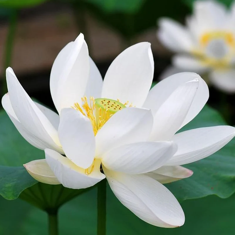 Lotus Seeds (Open Mouth Bonsai Lotus Seeds) - Compact Decorative Water Lily Blooms