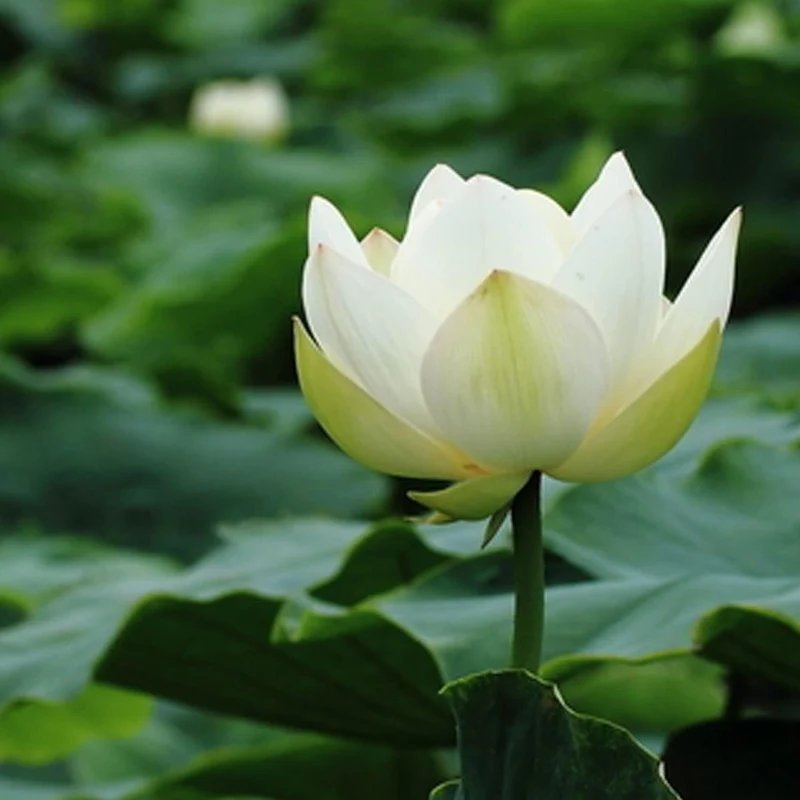 Lotus Seeds (Open Mouth Bonsai Lotus Seeds) - Compact Decorative Water Lily Blooms