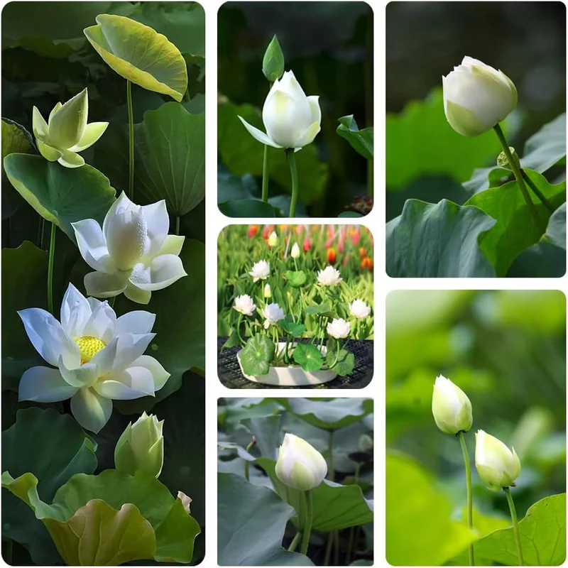 Lotus Seeds (Open Mouth Bonsai Lotus Seeds) - Compact Decorative Water Lily Blooms