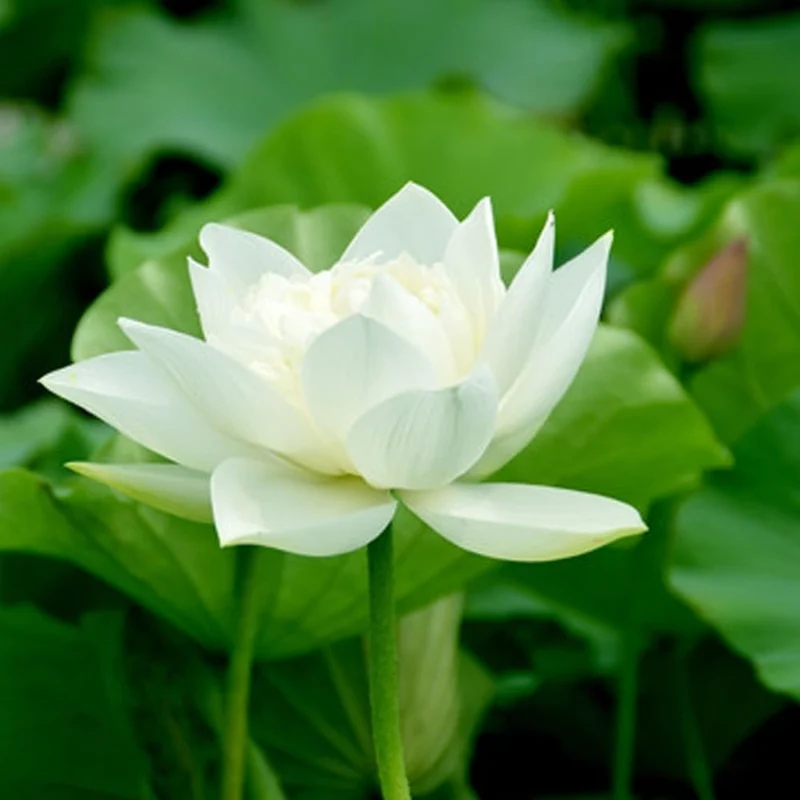 Lotus Seeds (Open Mouth Bonsai Lotus Seeds) - Compact Decorative Water Lily Blooms