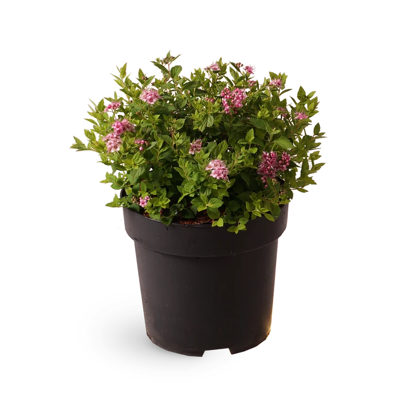 Rote Zwergspiere 'Little Princess' (Mehrfach-Set)