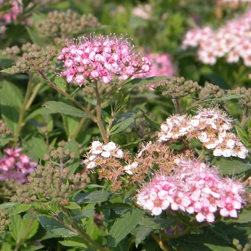 Rote Zwergspiere 'Little Princess' (Mehrfach-Set)