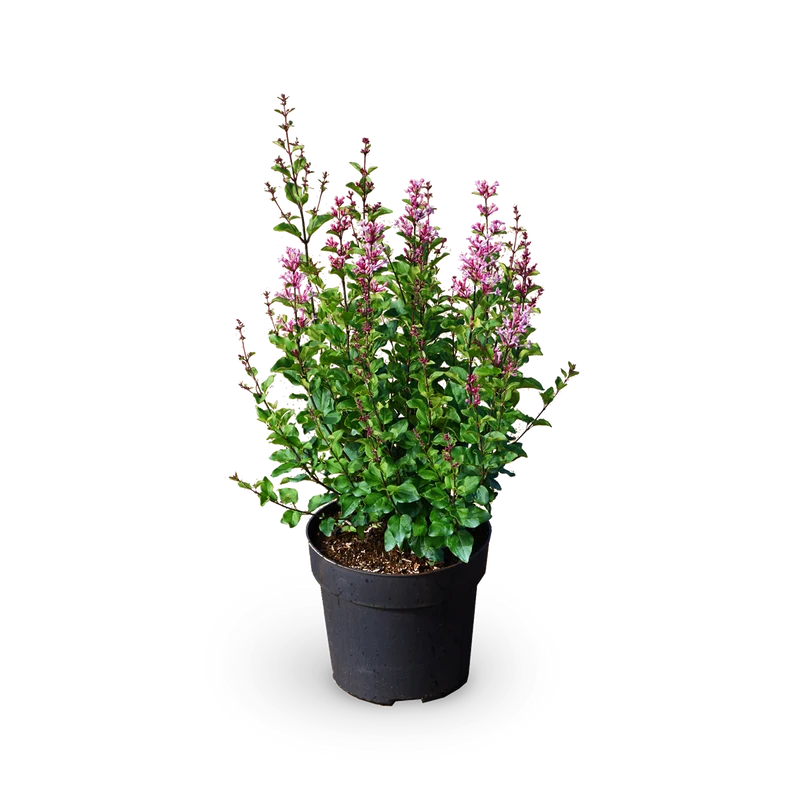 Duftflieder BLOOMERANG® 'Pink Perfume'