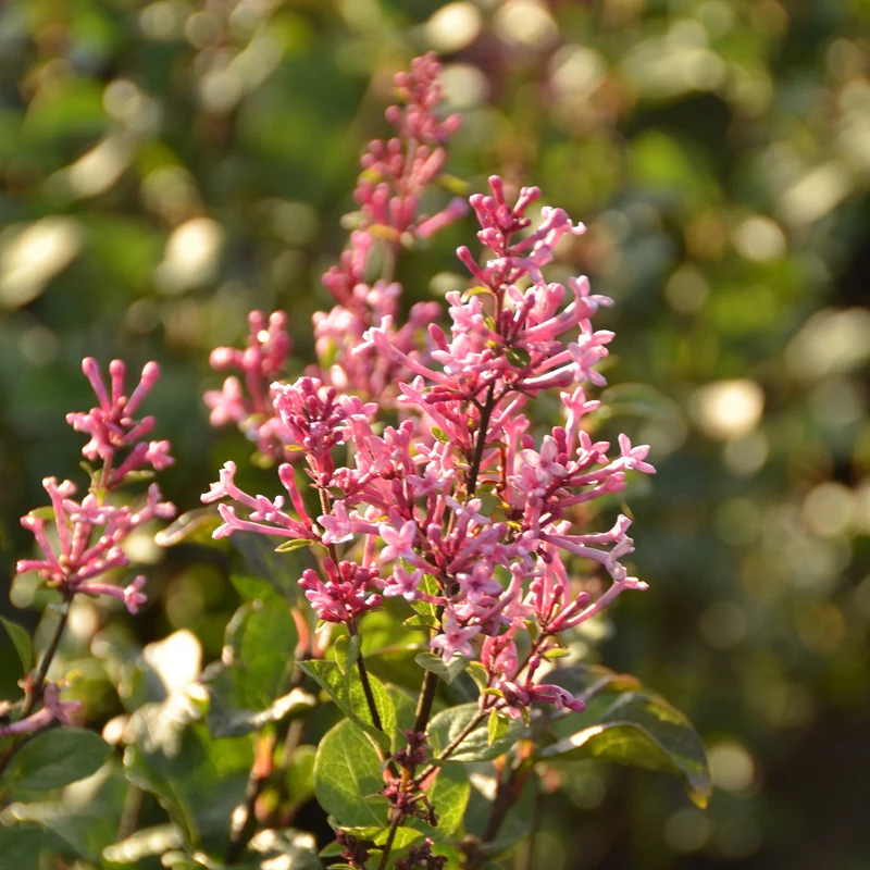 Duftflieder BLOOMERANG® 'Pink Perfume'