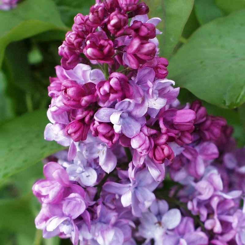 Edelflieder 'Prince Wolkonsky'