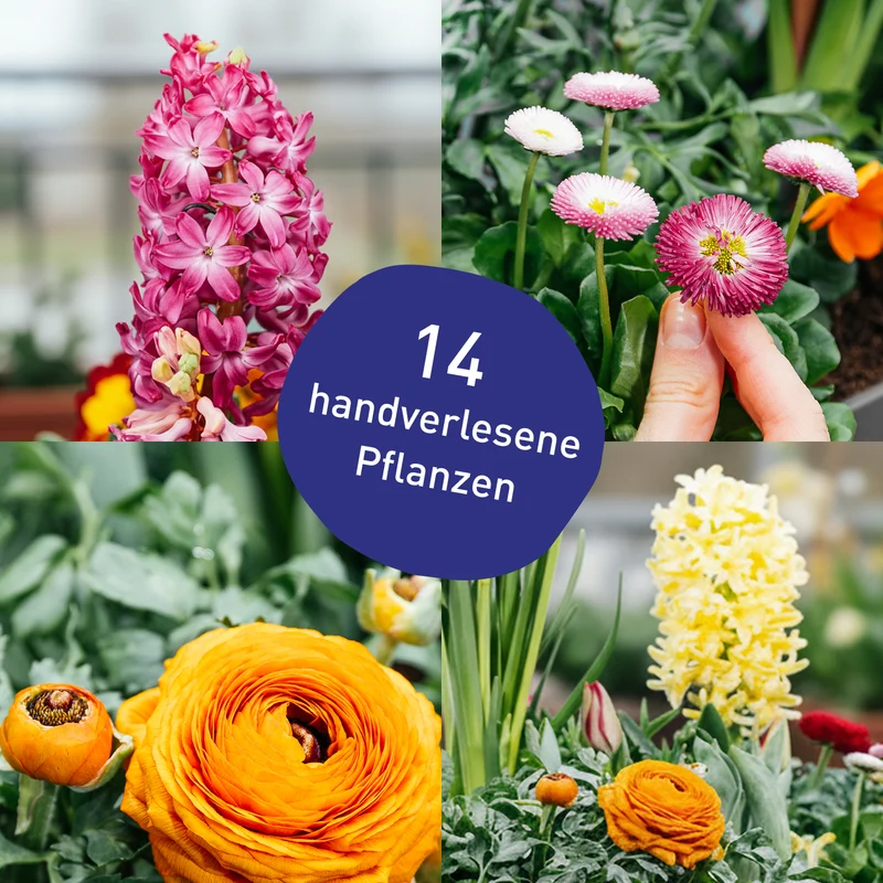 Balkonbox Floral Rainbow