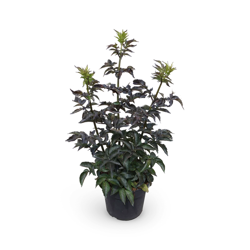 Schwarzer Holunder 'Black Tower'®