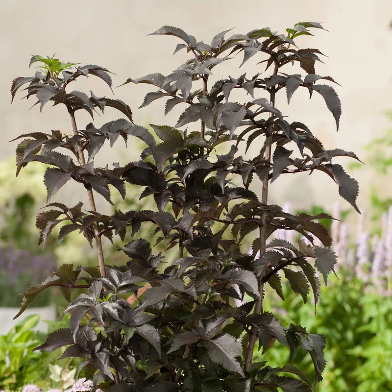 Schwarzer Holunder 'Black Tower'®