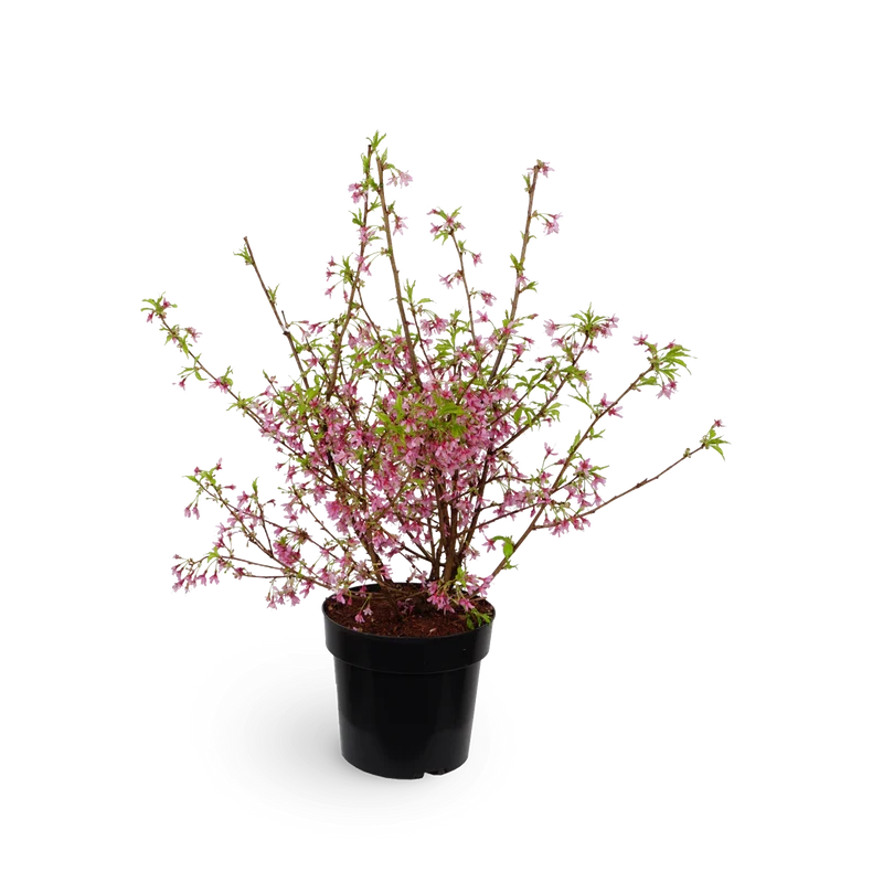 Kurilenkirsche 'Ruby'