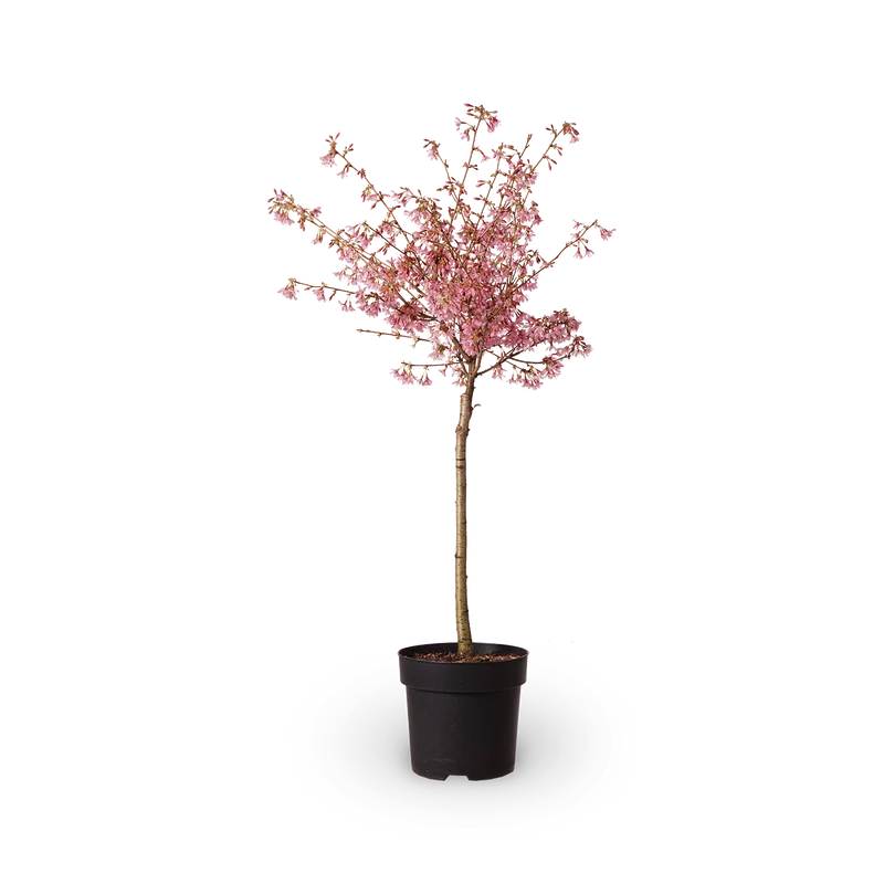 Kurilenkirsche 'Ruby'