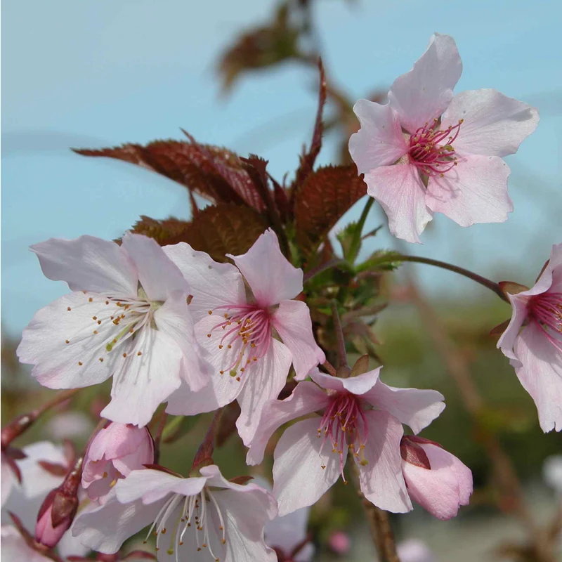 Kurilenkirsche 'Ruby'