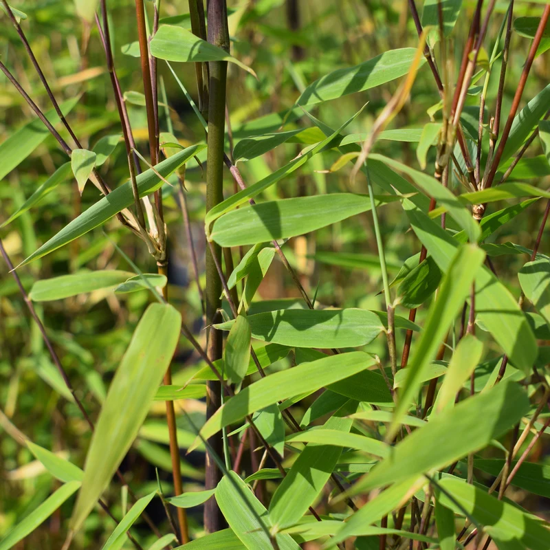 Gartenbambus 'Jiuzhaigou Genf'