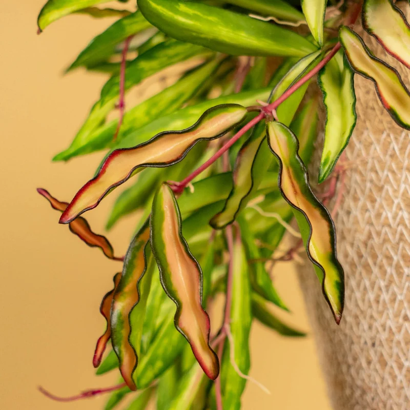 Hoya 'Tricolor'