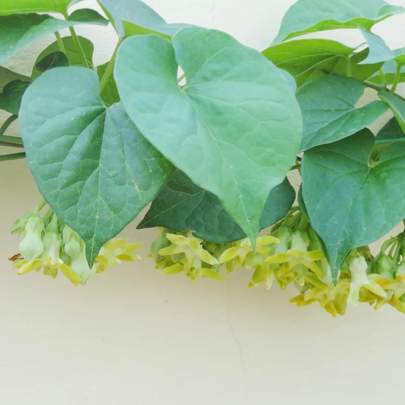 Telosma Cordata Seeds - Attracts Hummingbirds & Butterflies, Edible Trellises & Fences -Flower Seeds
