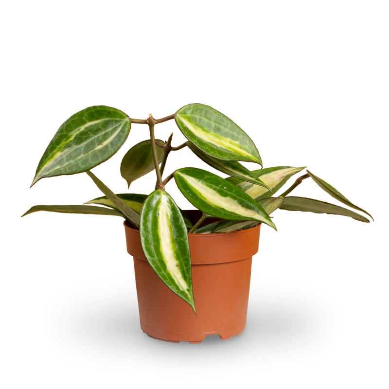 Hoya 'Pot of Gold'