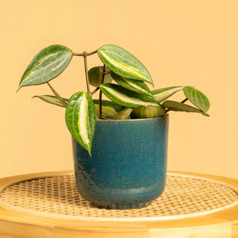 Hoya 'Pot of Gold'