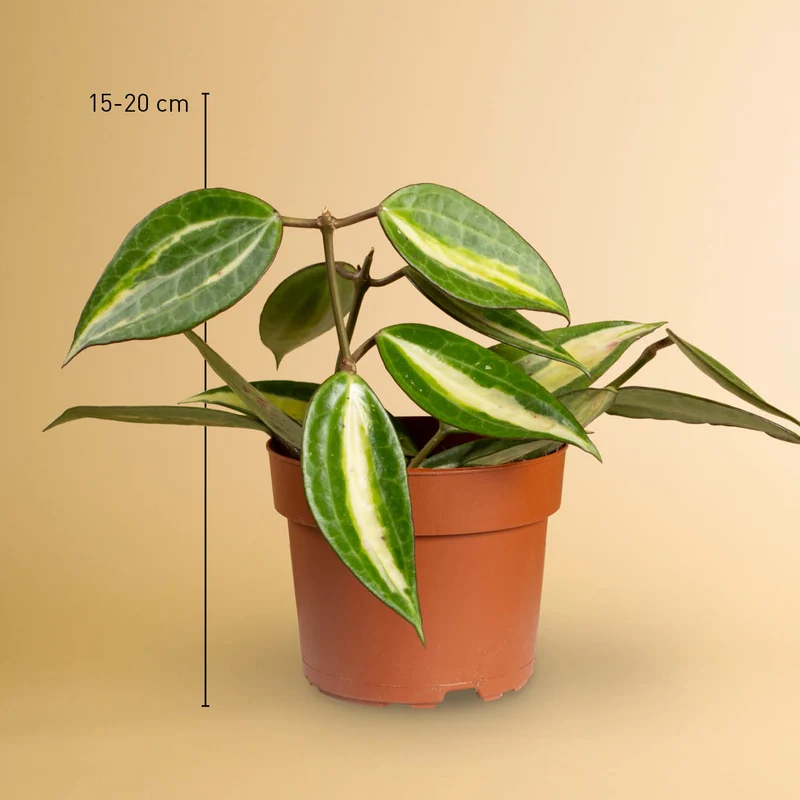 Hoya 'Pot of Gold'
