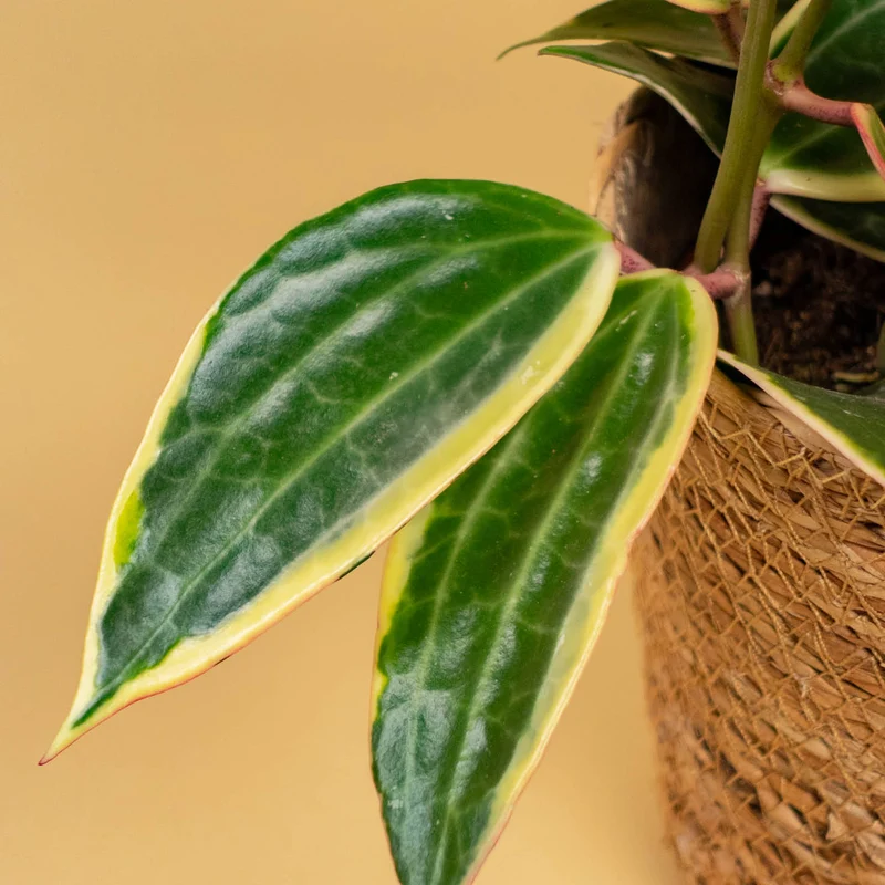 Hoya Albomarginata 'Star of Bali'