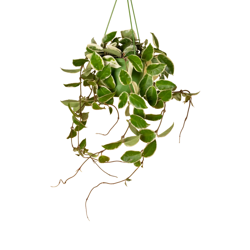 Hoya 'Krimson Queen'