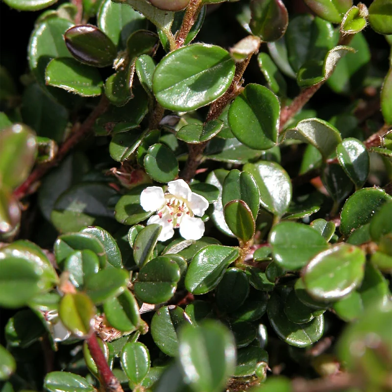 Kriechmispel 'Streibs Findling' (Mehrfach-Set)