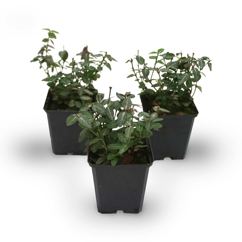 Kriechmispel 'Radicans' (Mehrfach-Set)